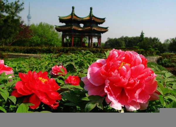 中国国花牡丹象征着什么