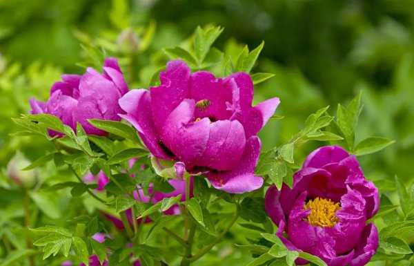 中国国花牡丹象征着什么