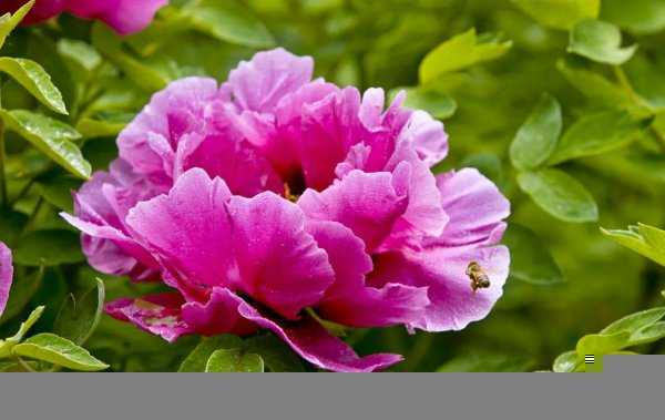 中国国花牡丹象征着什么