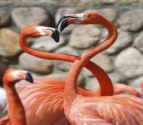 火烈鸟的寓意及象征意义