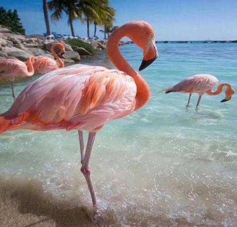 火烈鸟的寓意及象征意义