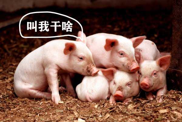 猪是杂食动物吗