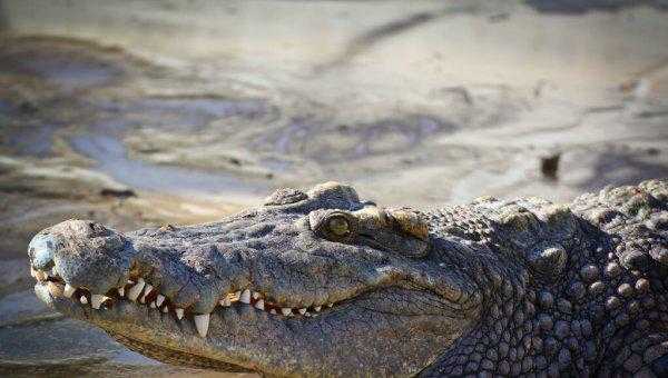 鳄鱼最怕的五种动物是什么