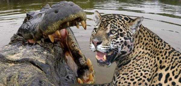 鳄鱼最怕的五种动物是什么