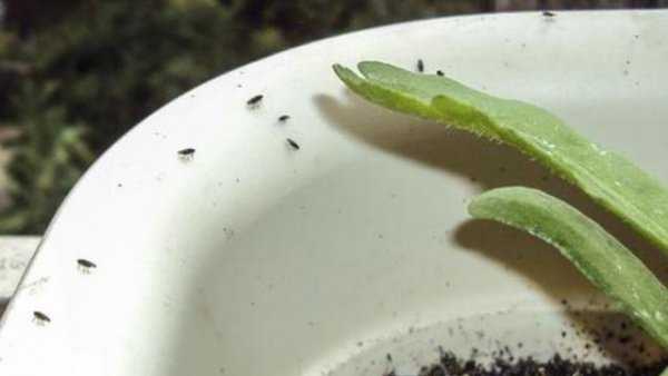 花盆里小黑虫怎么消灭小窍门