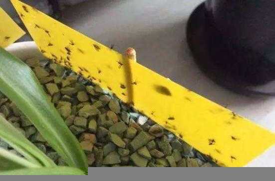 花盆里小黑虫怎么消灭小窍门