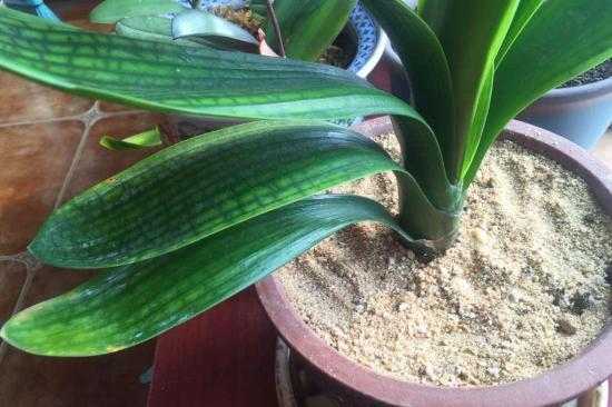 花盆里小黑虫怎么消灭小窍门