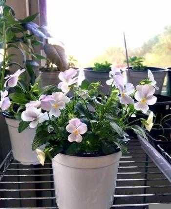 花盆里小黑虫怎么消灭小窍门