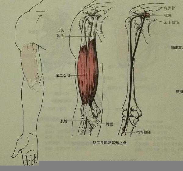 手臂二头肌是什么部位