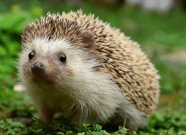 有什么动物不怕刺猬的刺