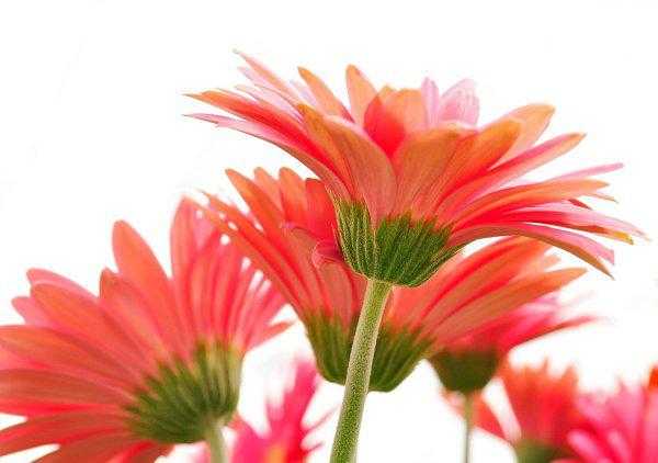 家里放假花好不好