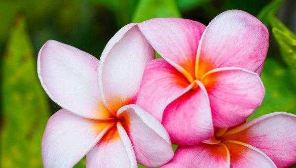 家里放假花好不好