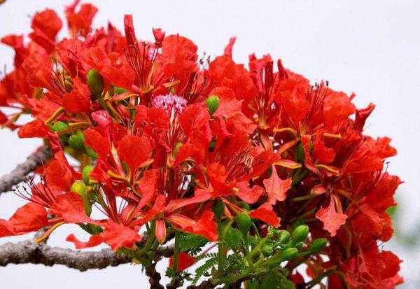 家里放假花好不好