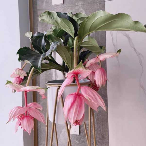 朋友搬家送什么礼物寓意好