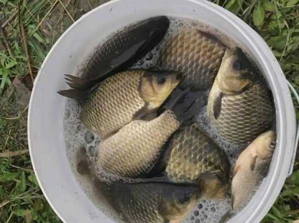 初夏钓鱼用什么味型饵料