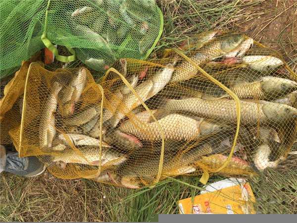 初夏钓鱼用什么味型饵料