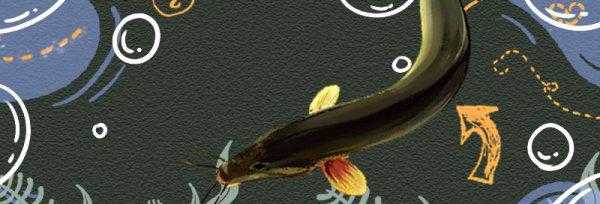 泥鳅的生活环境及特点