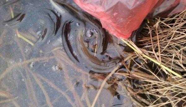 泥鳅的生活环境及特点