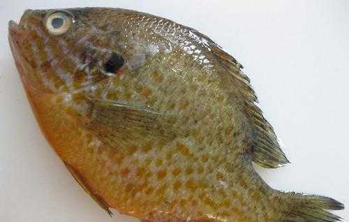 太阳鱼和罗非鱼的区别大不大