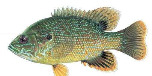 太阳鱼和罗非鱼的区别大不大