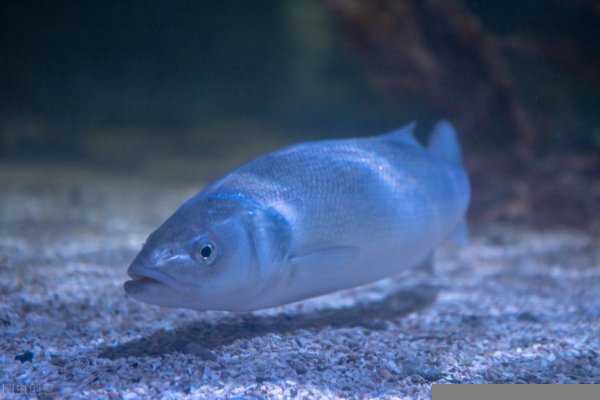 鲤鱼几月份开口好钓