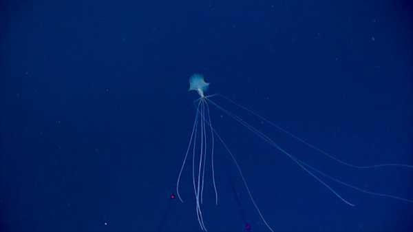 巨型鱿鱼在哪里被拍到过