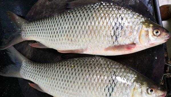 鲮鱼喜欢吃什么味型的饵料