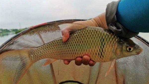 鲮鱼喜欢吃什么味型的饵料