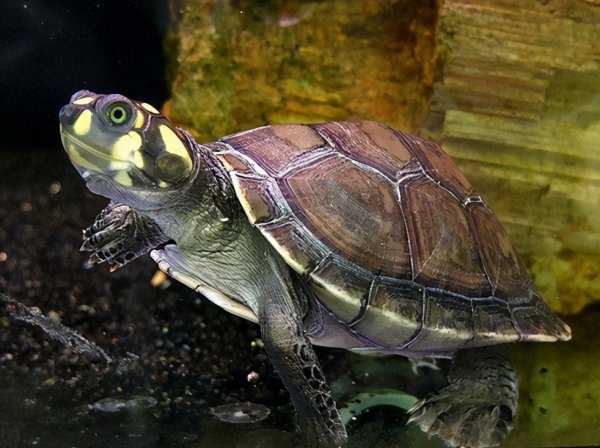 忍者神龟是什么龟