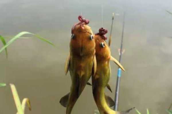 钓黄骨鱼最佳时间是什么时候