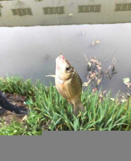 野钓用伊势尼还是伊豆