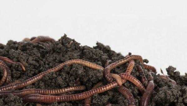 蚯蚓吃什么长得最快