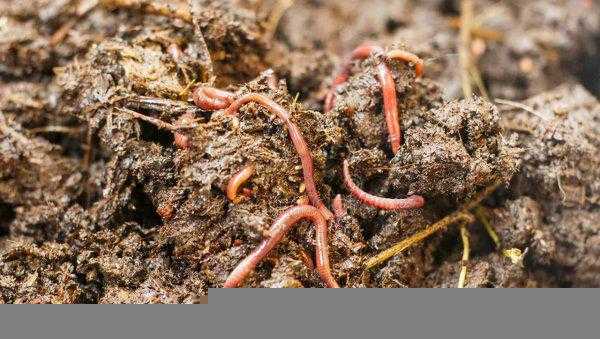 蚯蚓吃什么长得最快