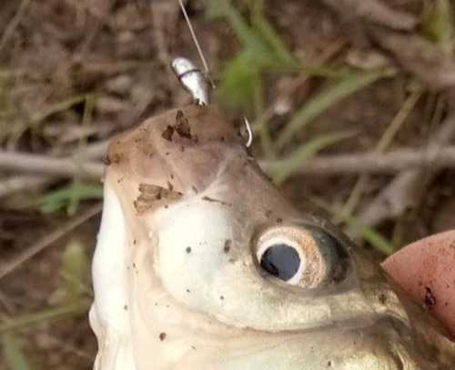 朝天钩的优缺点