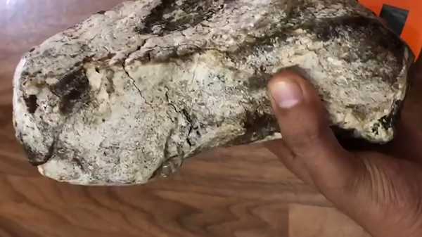 龙涎香是什么东西