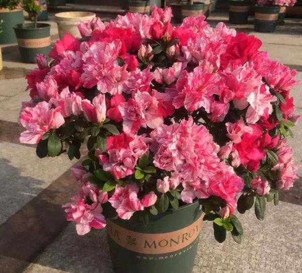 四季杜鹃的养殖方法