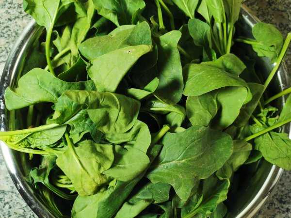 菠菜怎么保存新鲜不烂