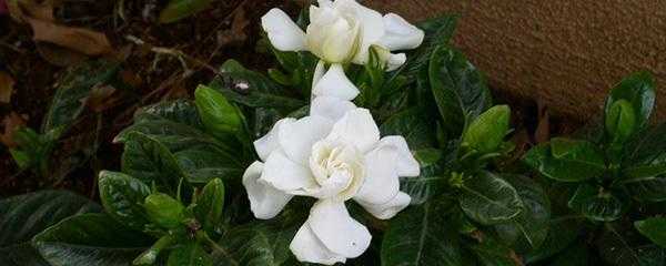 栀子花什么时候换盆最好