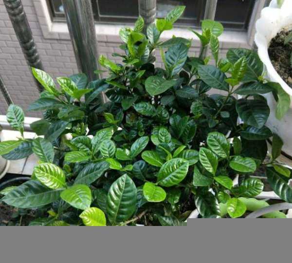 栀子花什么时候换盆最好