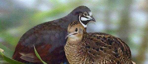 为什么禁止饲养芦丁鸡