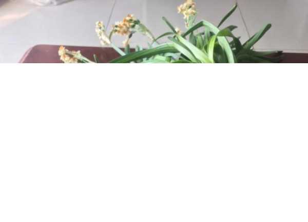 水仙花开花后怎么处理成种球