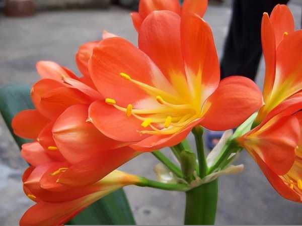 适合懒人养的阳台花卉