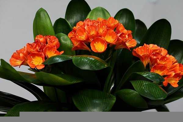 适合懒人养的阳台花卉