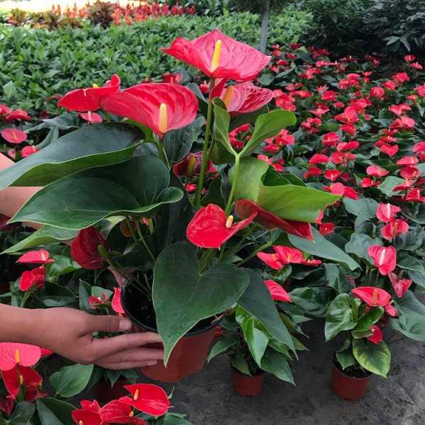 适合懒人养的阳台花卉