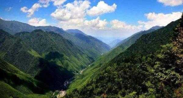 金骏眉产地哪里最好又正宗