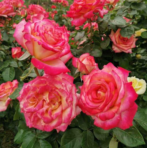 豆腐渣怎么发酵做肥料