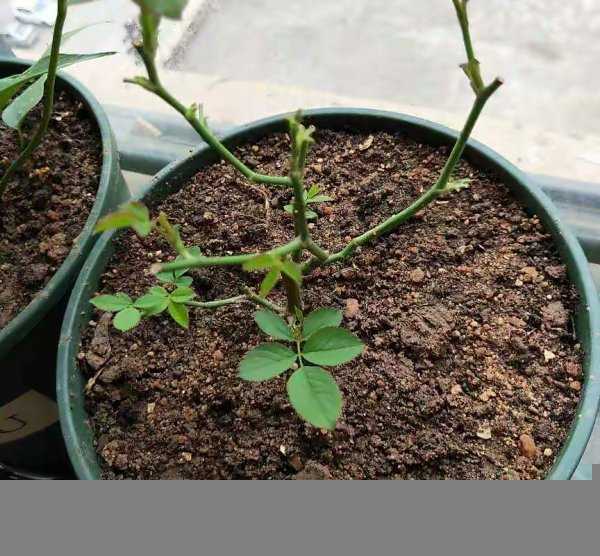 豆腐渣怎么发酵做肥料