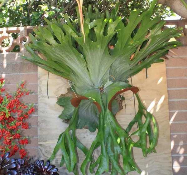 常见的10种蕨类植物