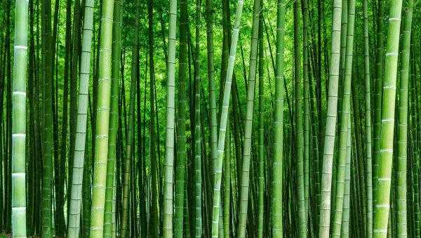 农村让竹子灭绝的办法