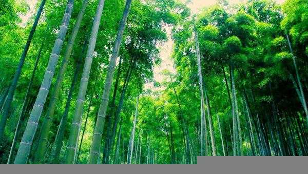 农村让竹子灭绝的办法